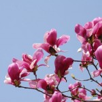 モクレンとコブシの違い！開花時期や花で区別できる？見分け方は？